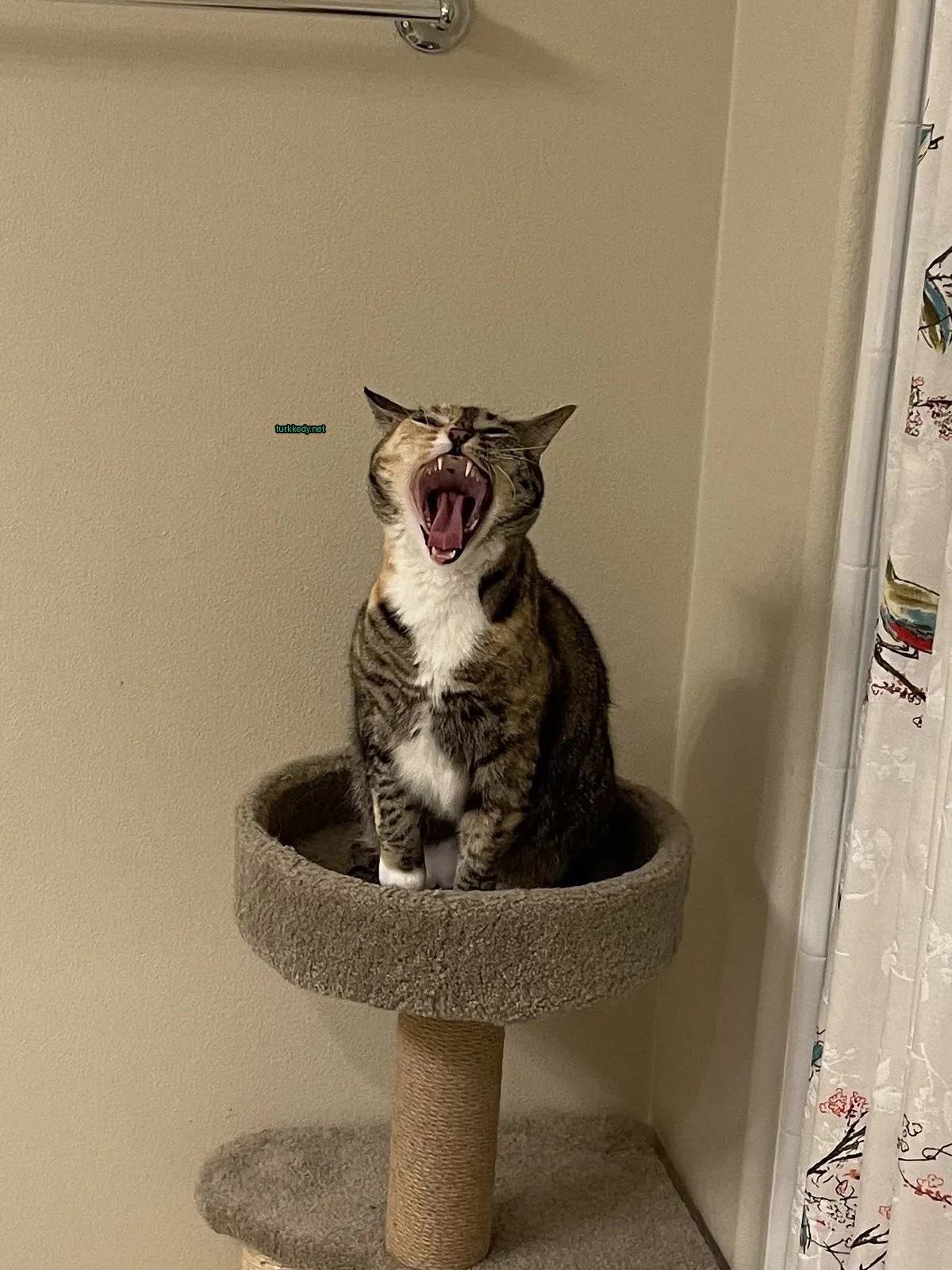 Kara ve siyah bir kedi, beyaz göğüslü, bir kedi ağacında yorgun bir şekilde açılıyor.