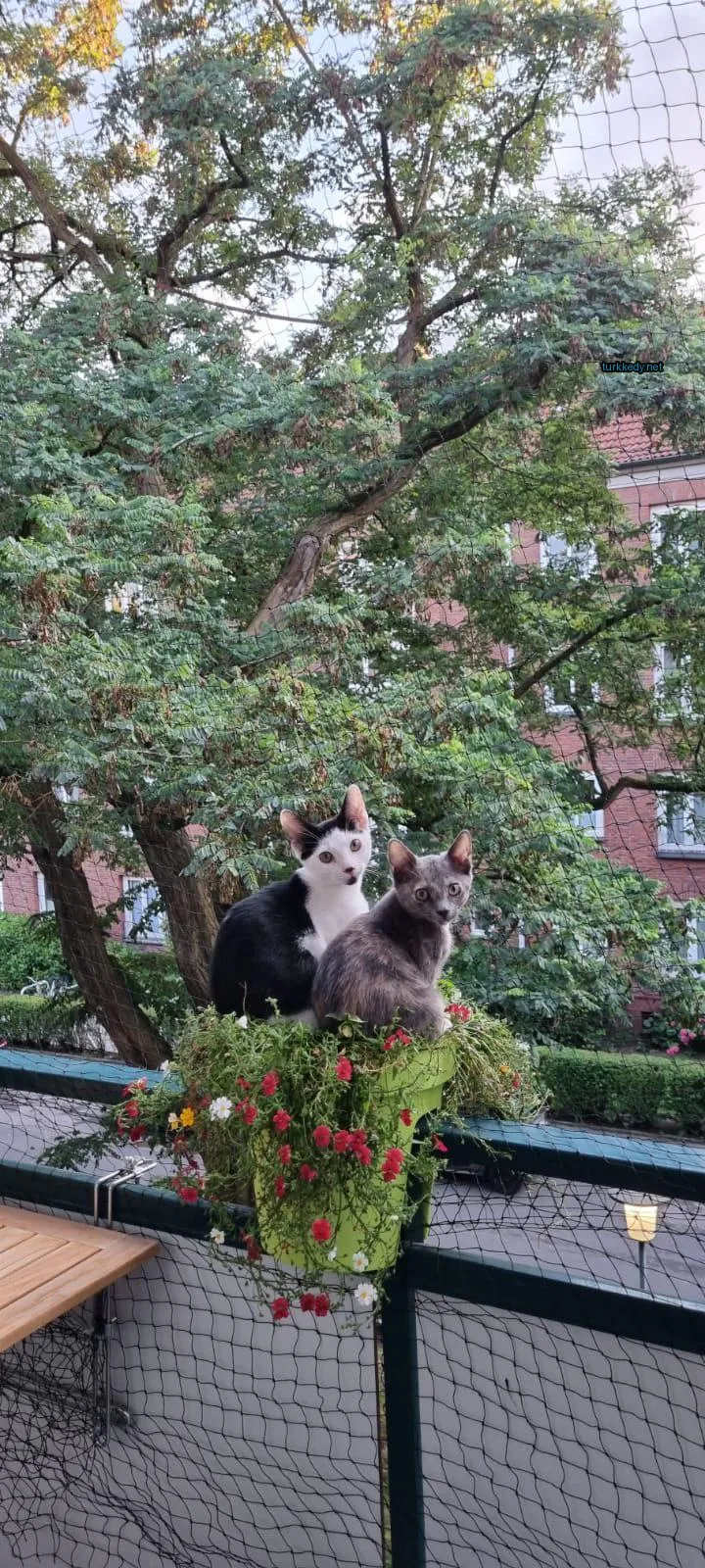 Siyah ve beyaz bir kedi bir çiçek kasesinde oturuyor.