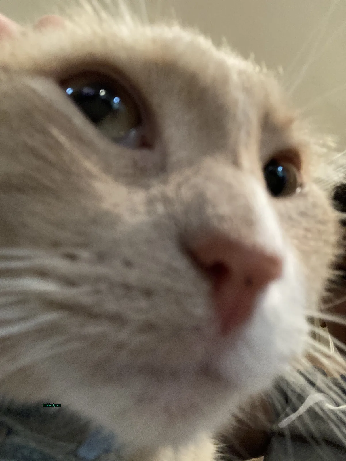Koyu ve beyaz bir patternli bir kedi kameraya bakıyor.