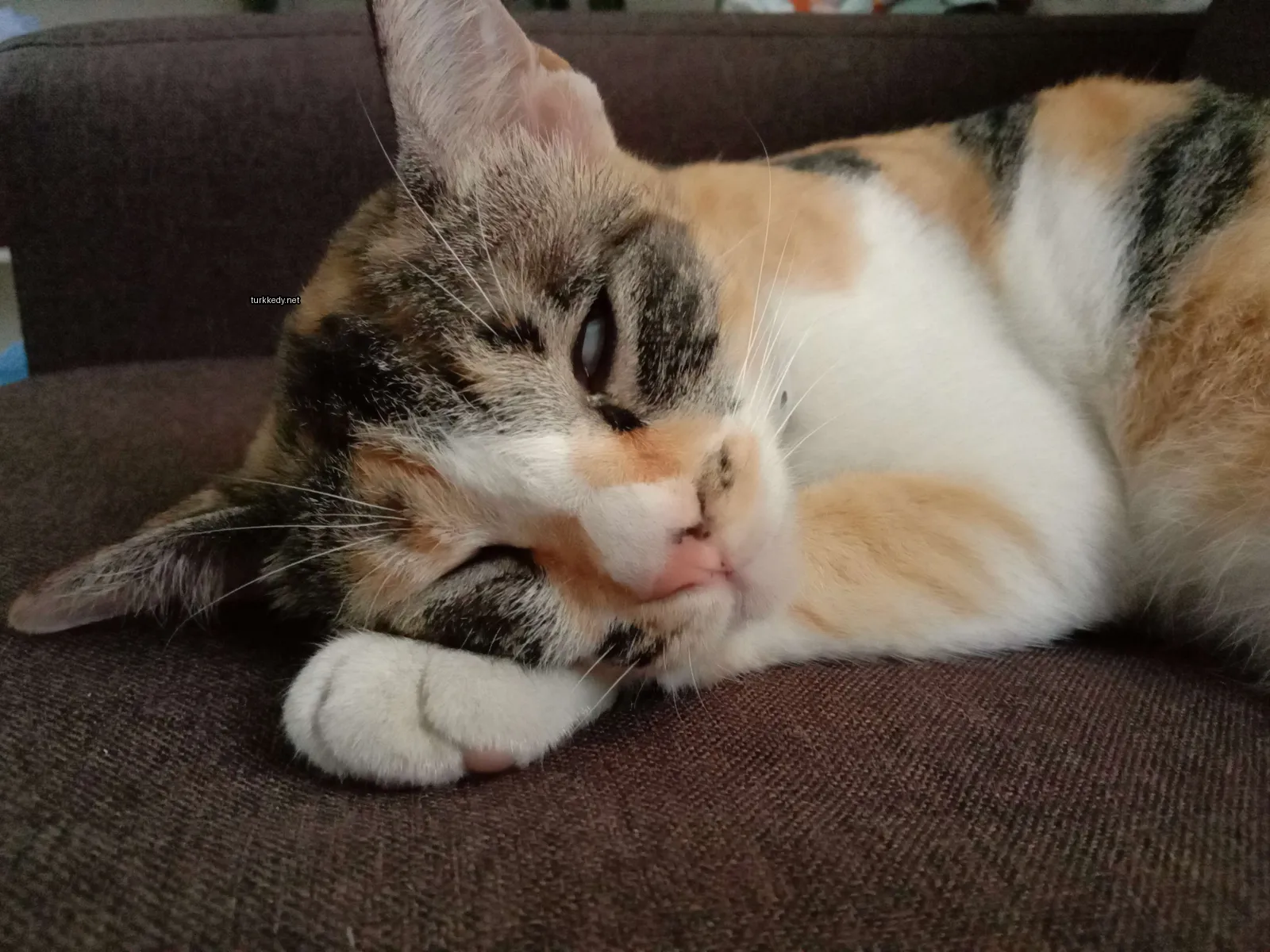Beyaz göğüs ve pembe burunlu bir calico kedi bir sofa üzerinde yatıyor.