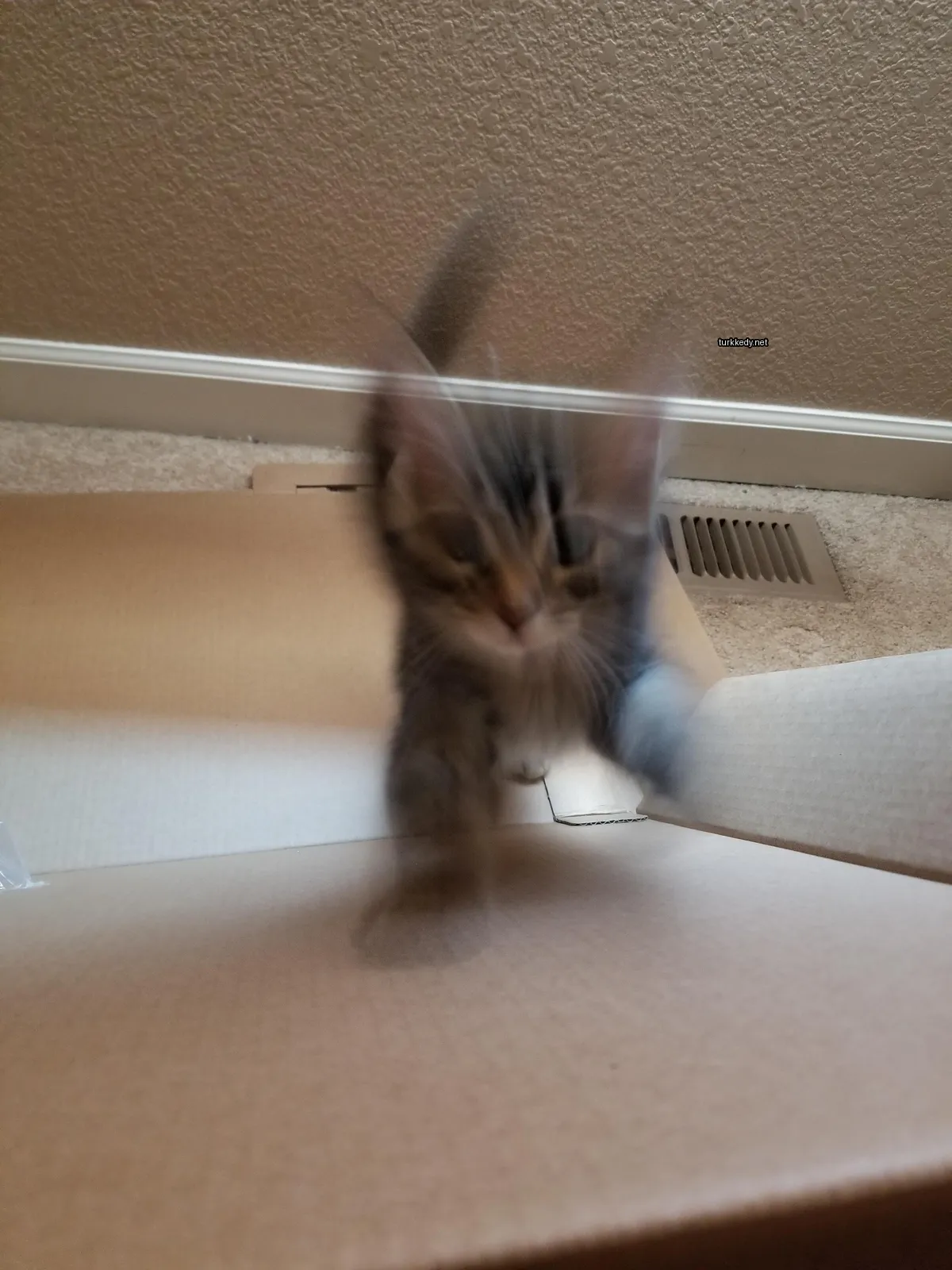 Gri ve beyaz bir kedi bir karton kutunun üzerinde duruyor.