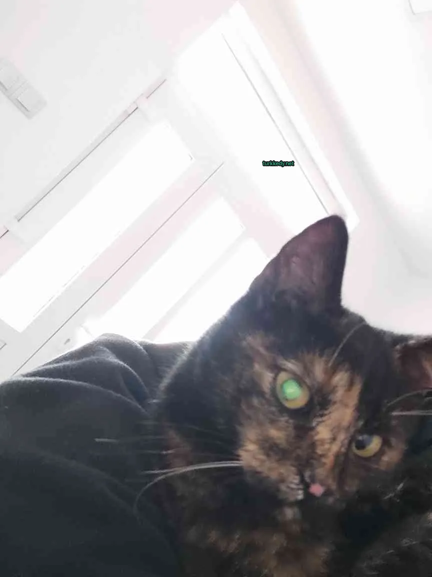 Siyah ve turuncu bir kedi, yeşil gözleri olan bir insana oturmaktadır.