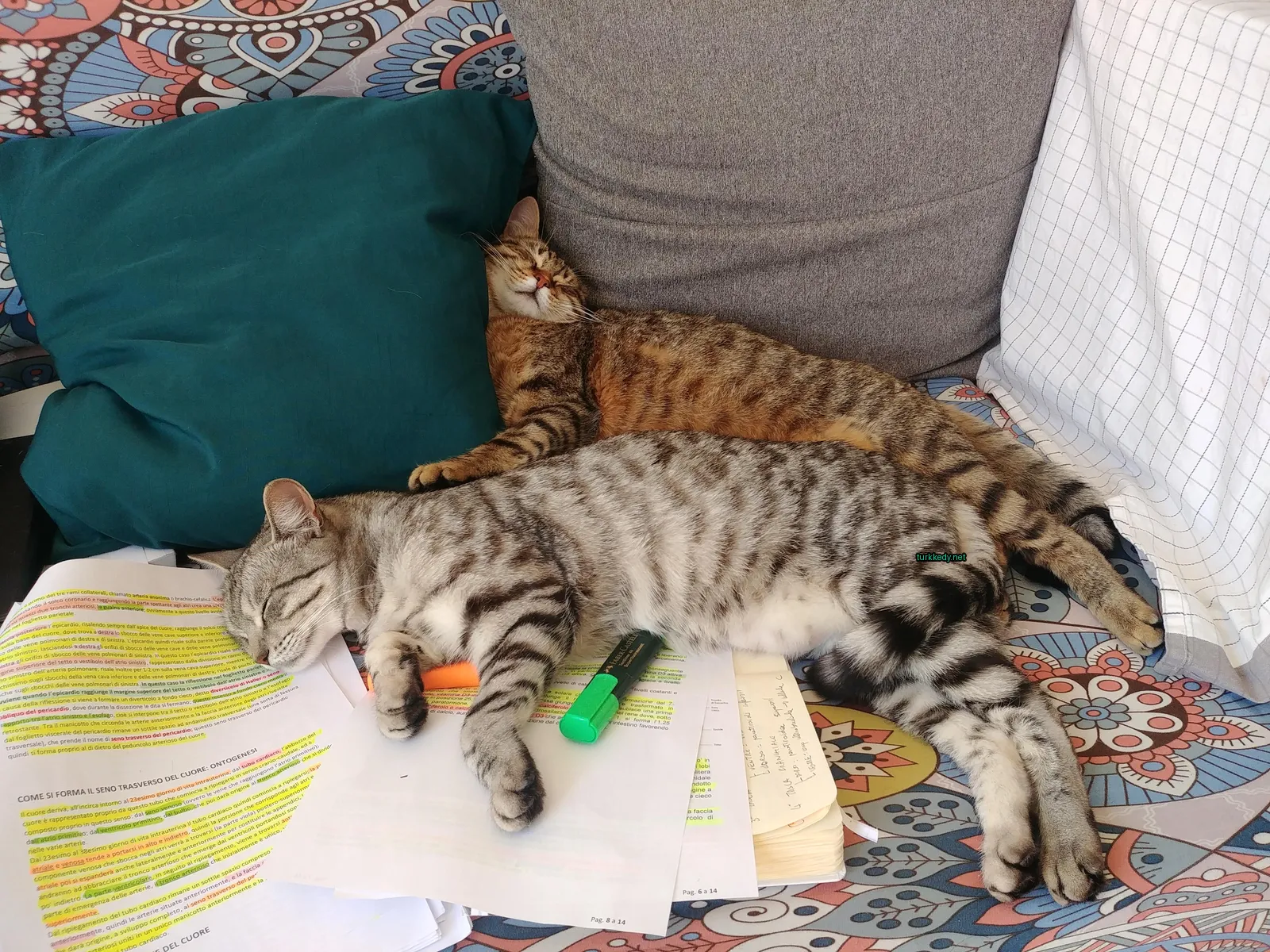 Bir kedi, sırtında yeşil bir minderin üzerinde.