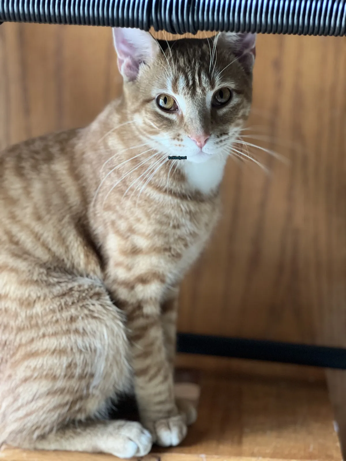 Kahverengi ve beyaz bir kedi, yeşil bir kemerle bir ahşap masada oturuyor.