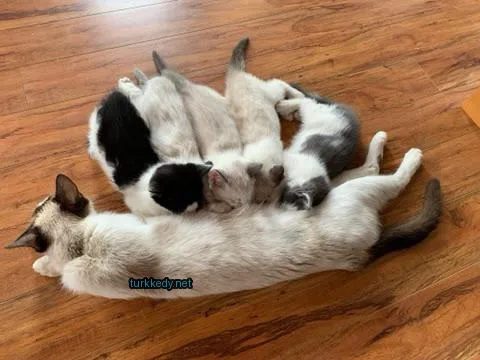 Kedi zemine uzanmış, üstünde bir kedi kuzu var.