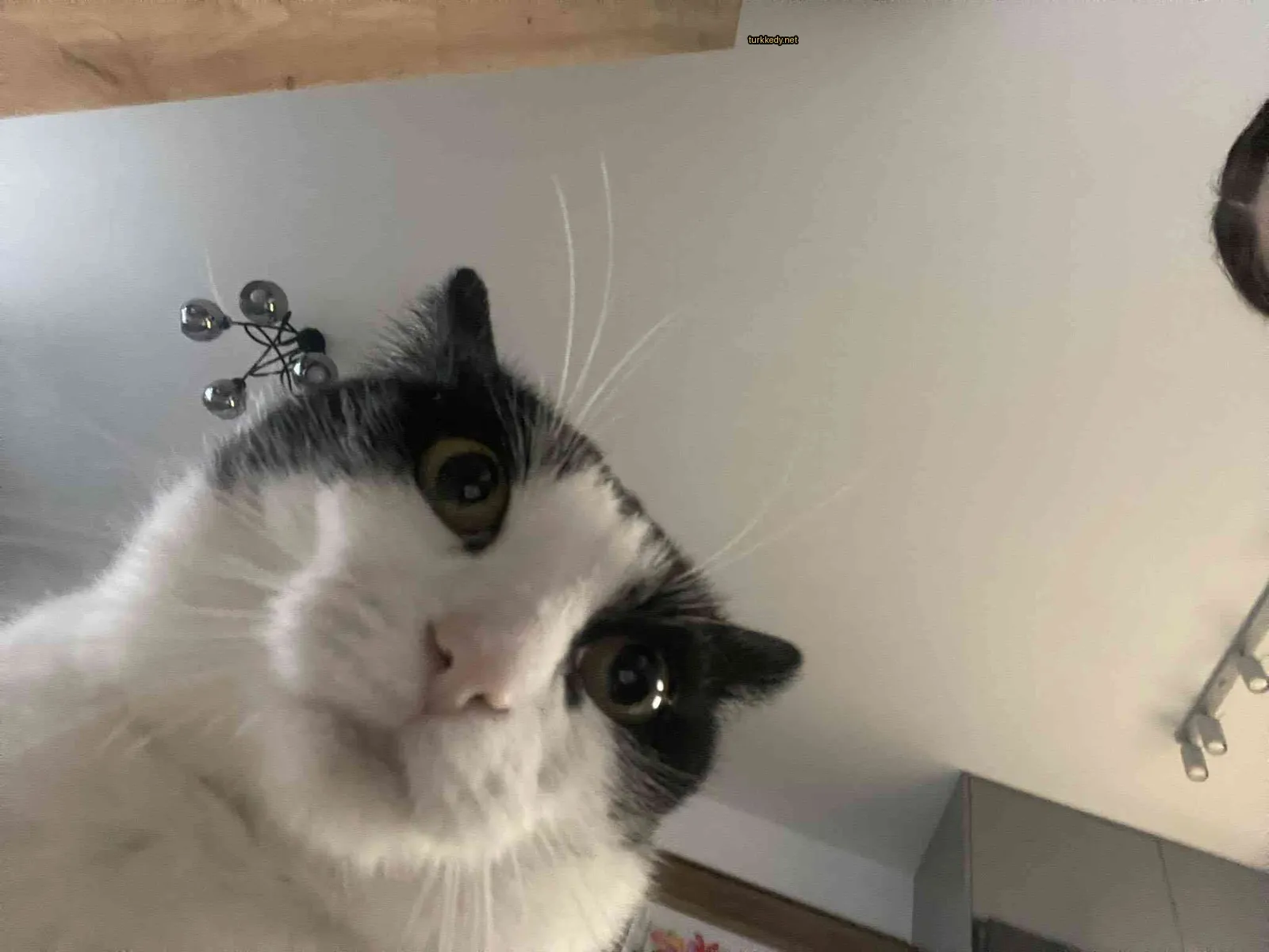 Siyah ve beyaz bir kedi, beyaz burun ve tırnaklarla kameraya bakıyor.