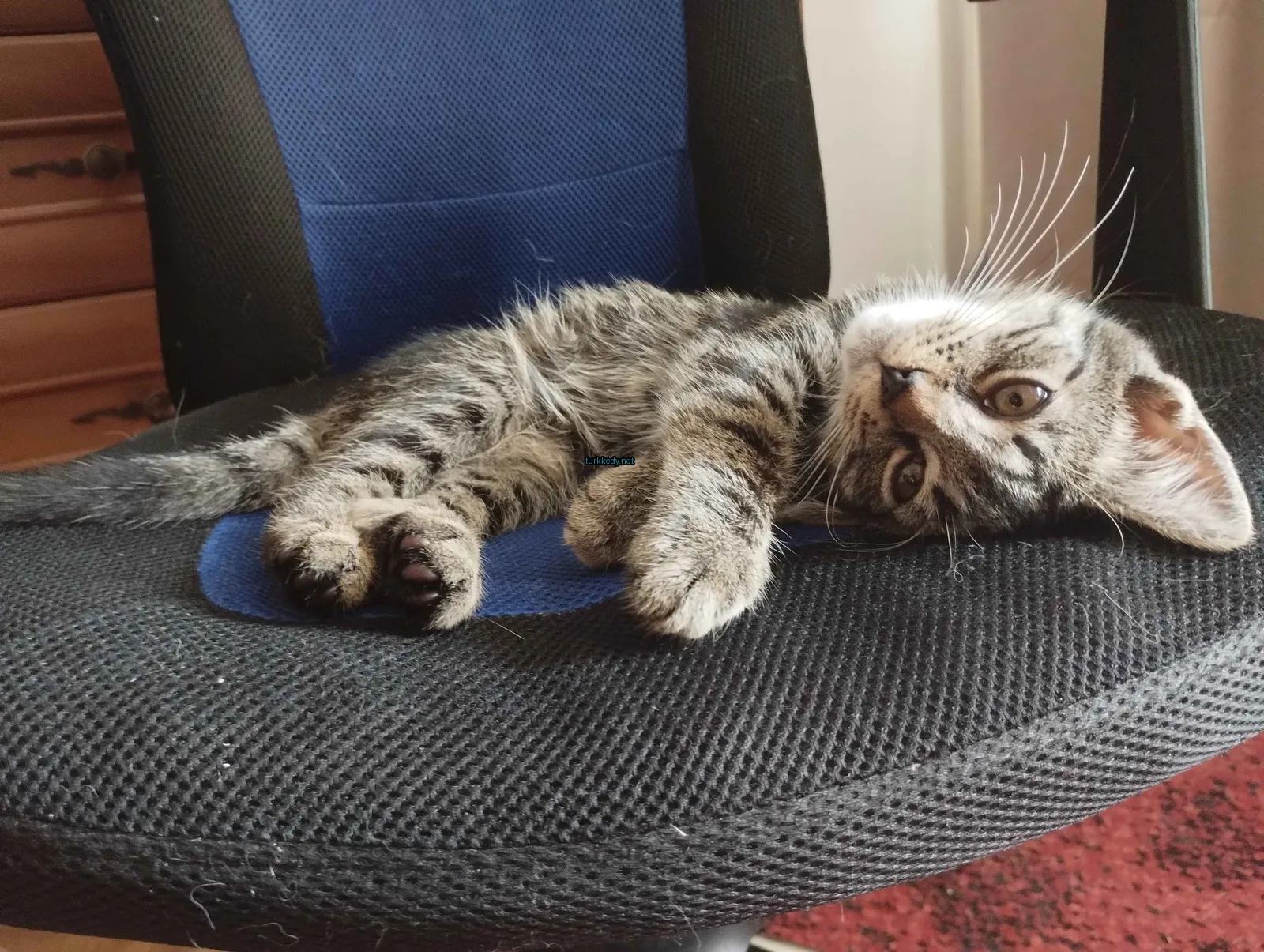 Gri ve beyaz bir kedi siyah bir koltukta yatıyor.