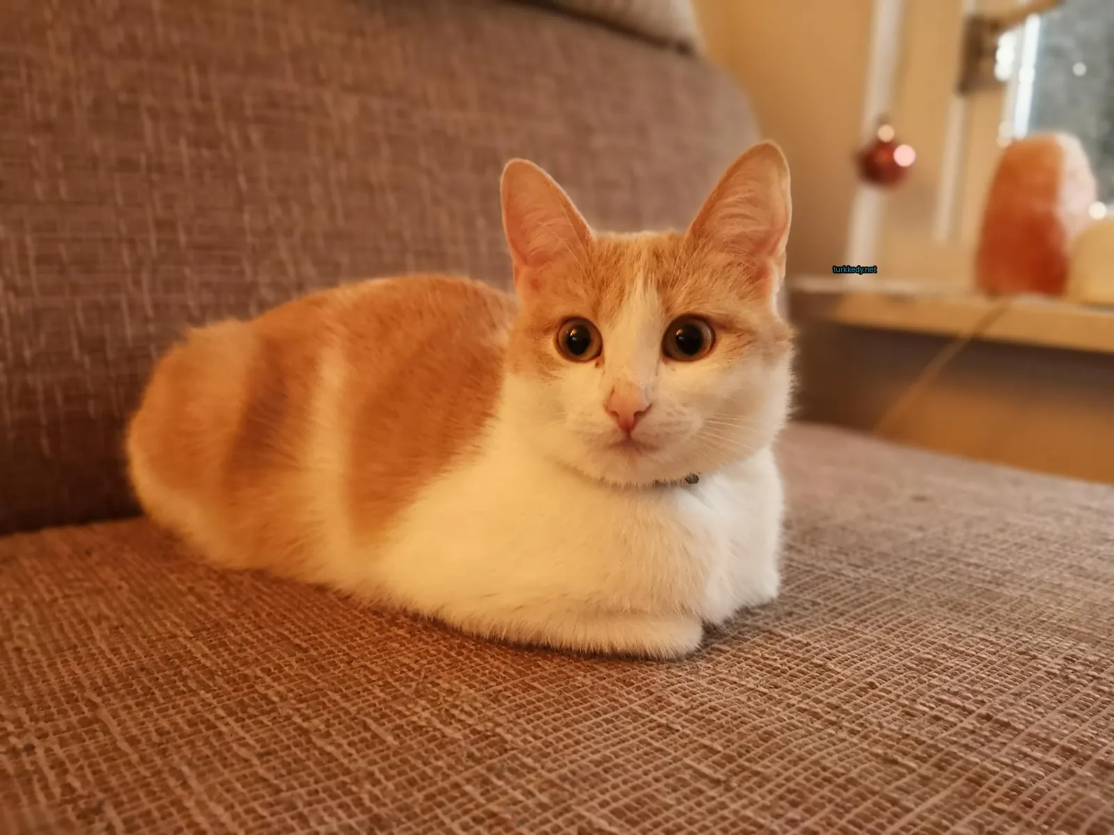 Beyaz ve turuncu bir kedi bir sofa üzerinde yatıyor.