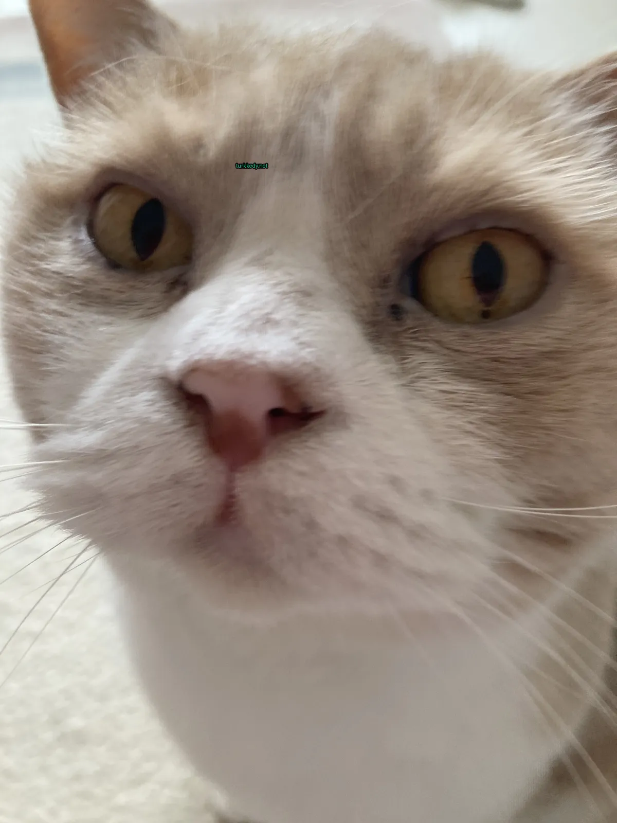 Beyaz bir kedi, kahverengi gözleri ve pembe burunları var.