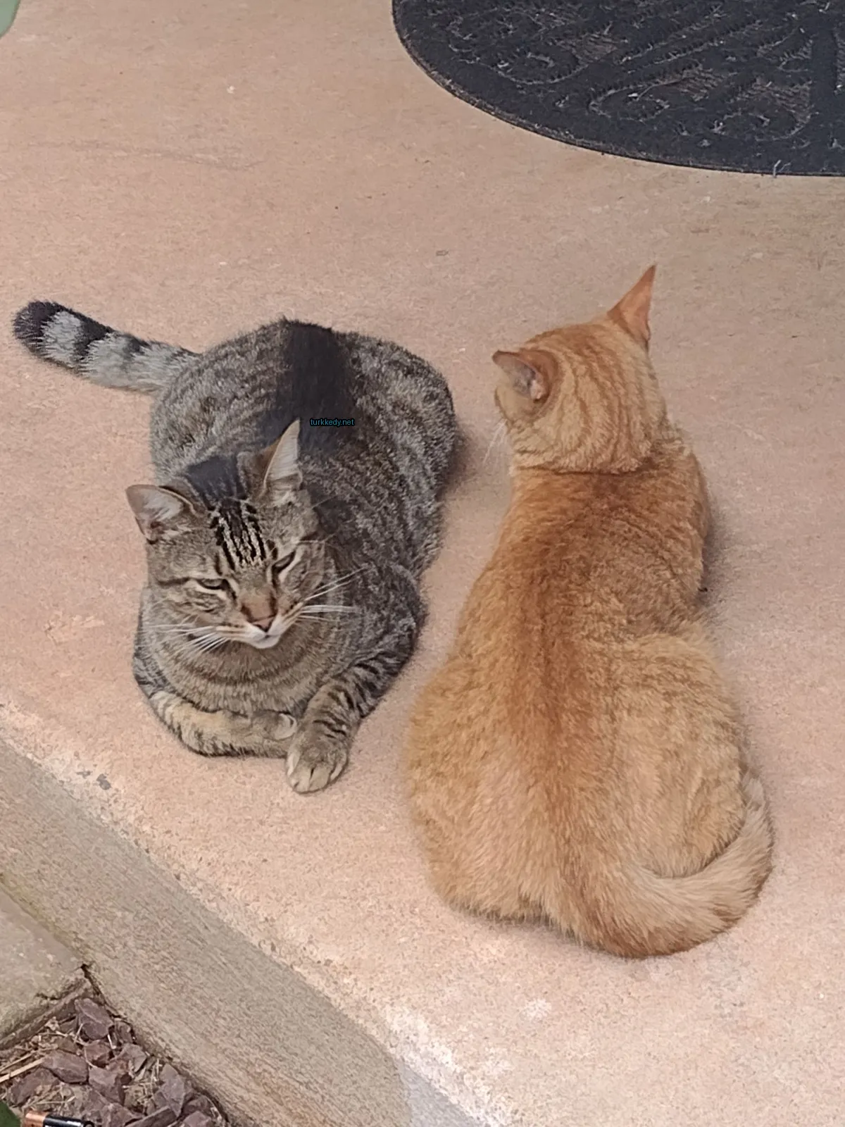 İki kedi, biri benekli, biri kahverengi, bir basamakta yan yana yatıyor.