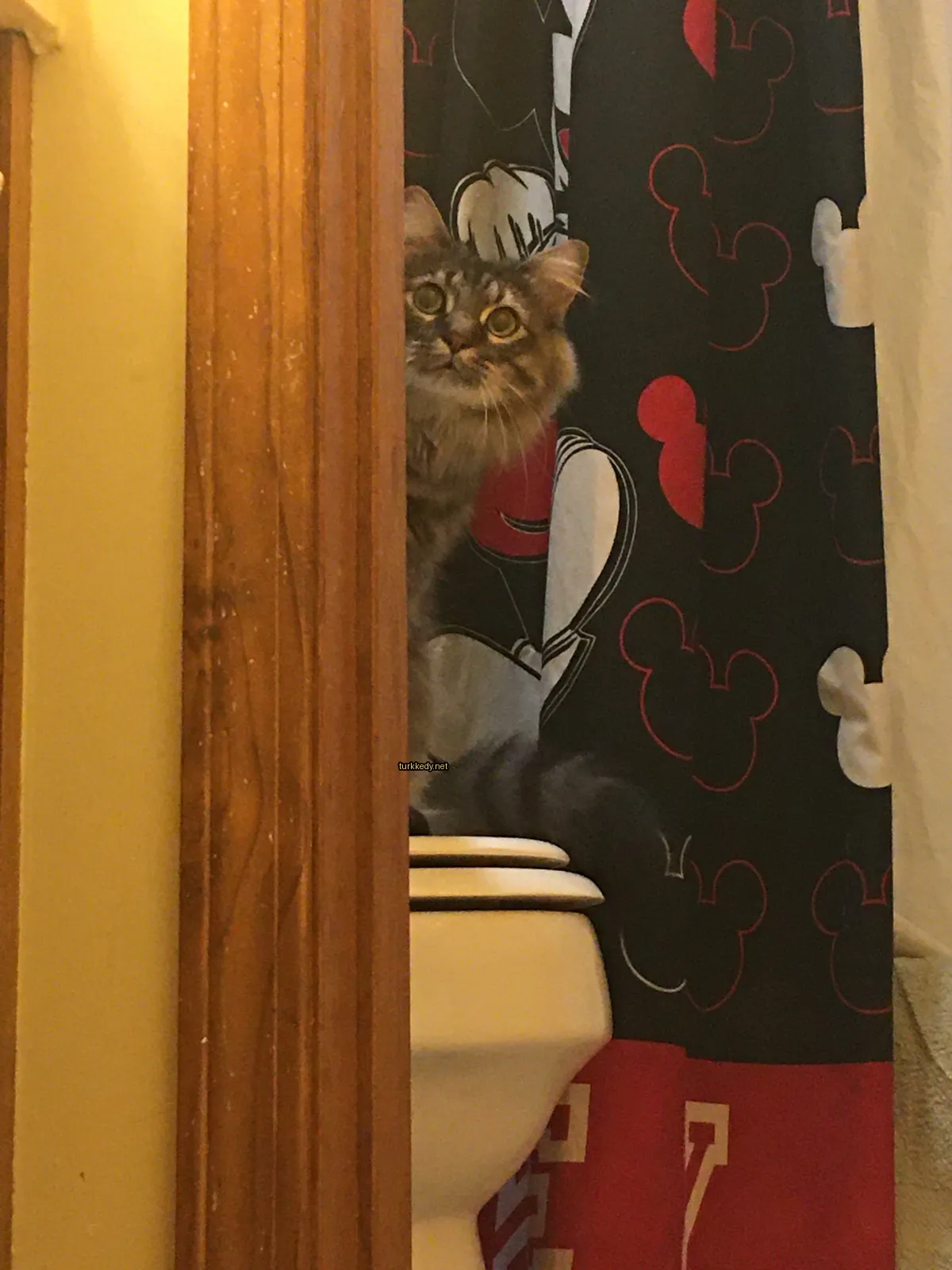 Kırmızı ve siyah desenli bir kedi tuvalette oturuyor.