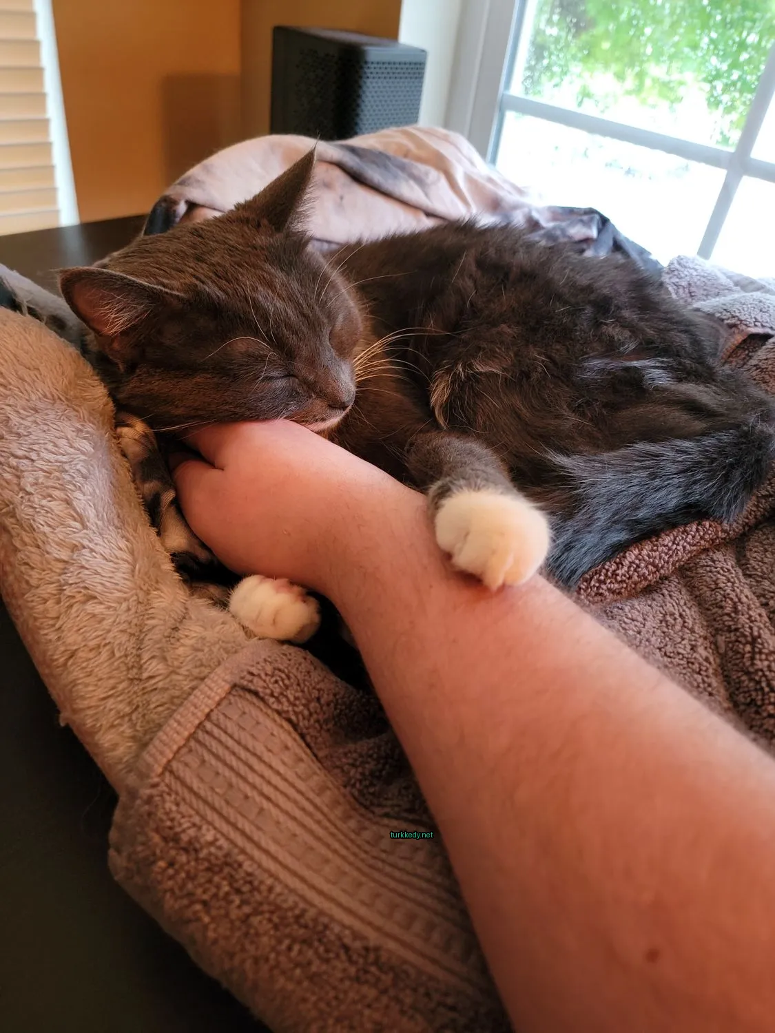 Bir gri ve beyaz kedi bir kişinin kolunda uyuyor.