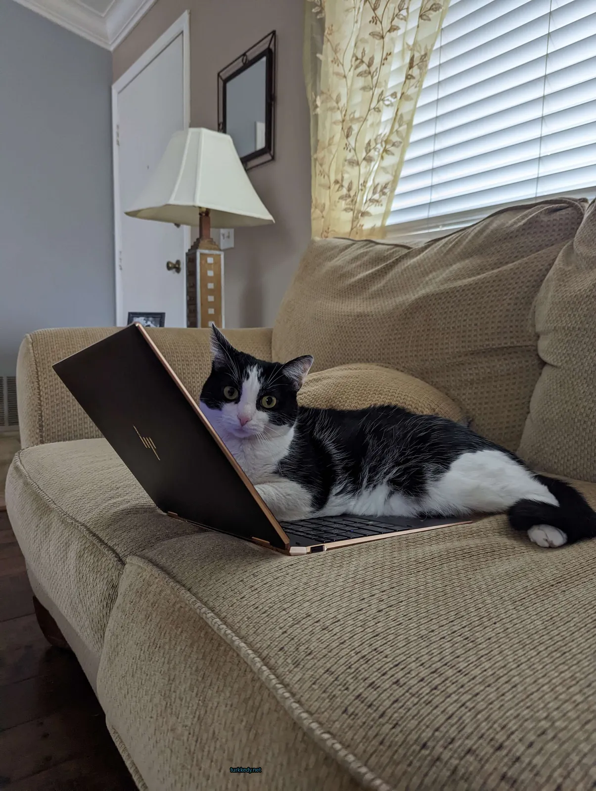 Siyah beyaz bir kedi bir koltukta laptopun üzerine uzanmış.