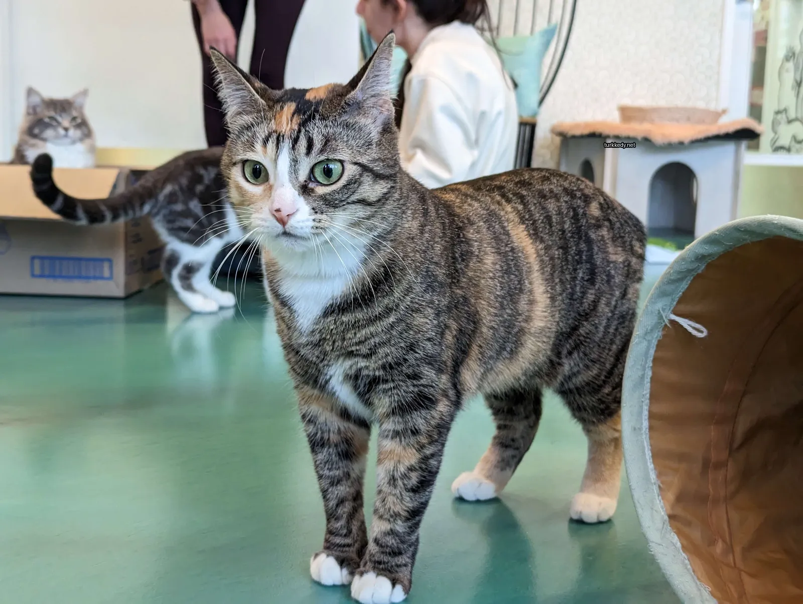 Kara ve beyaz bir kedi, beyaz göğsü ve beyaz ayakları ile yeşil bir masada duruyor.