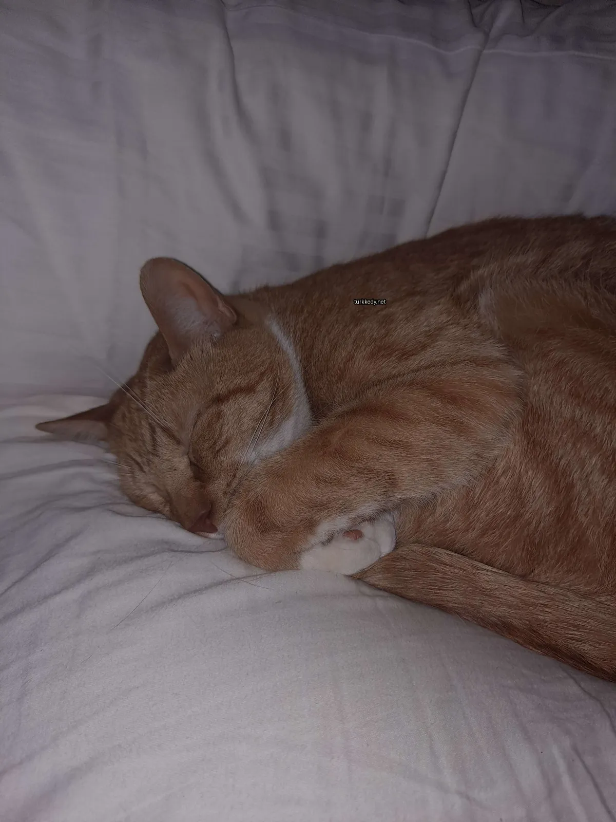 Kırmızı-beyaz desenli bir kedi beyaz bir bez üzerine yatar.