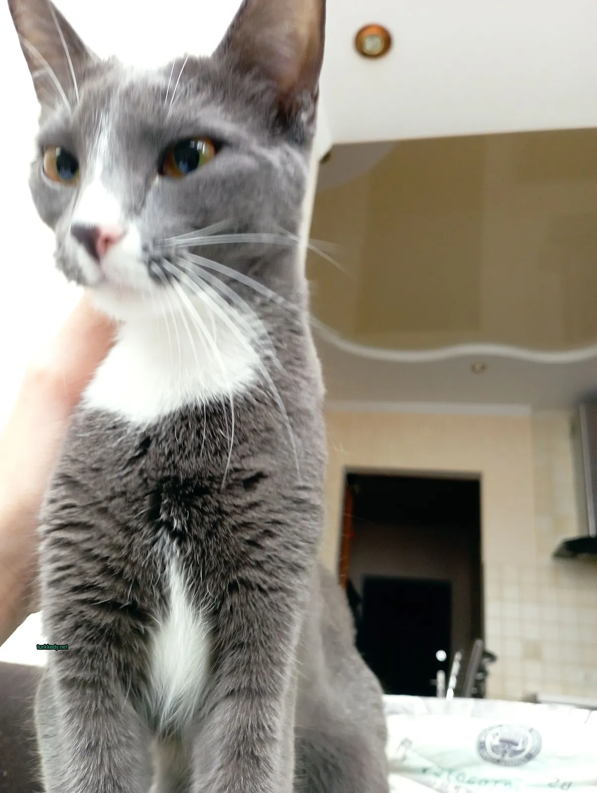 Gri ve beyaz bir kedi masa üzerinde oturuyor.
