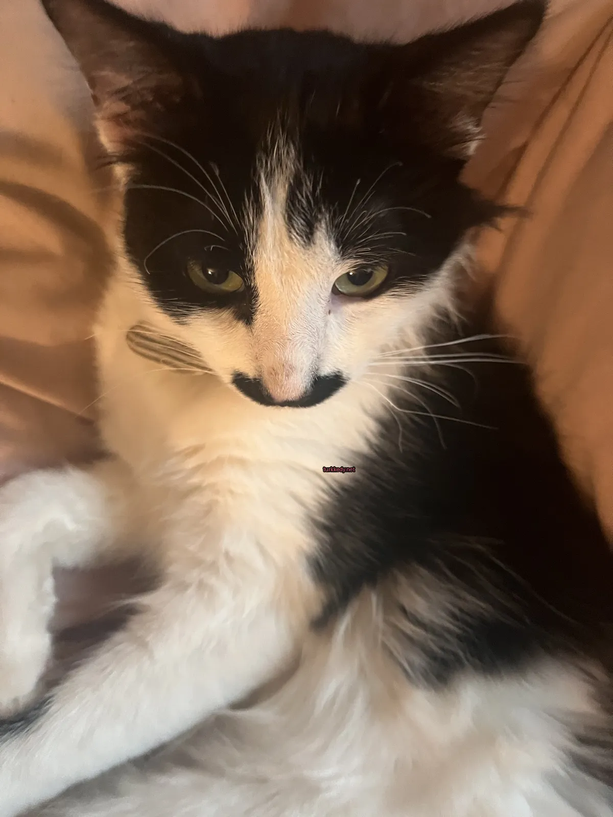 Siyah ve beyaz bir kedi, bir bıyığı olan yüzü ile yatağında yatıyor.