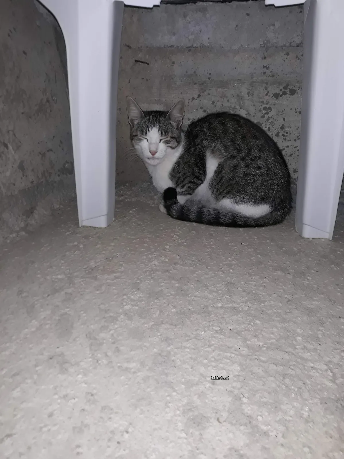 Gri ve beyaz bir kedi zemine oturuyor.