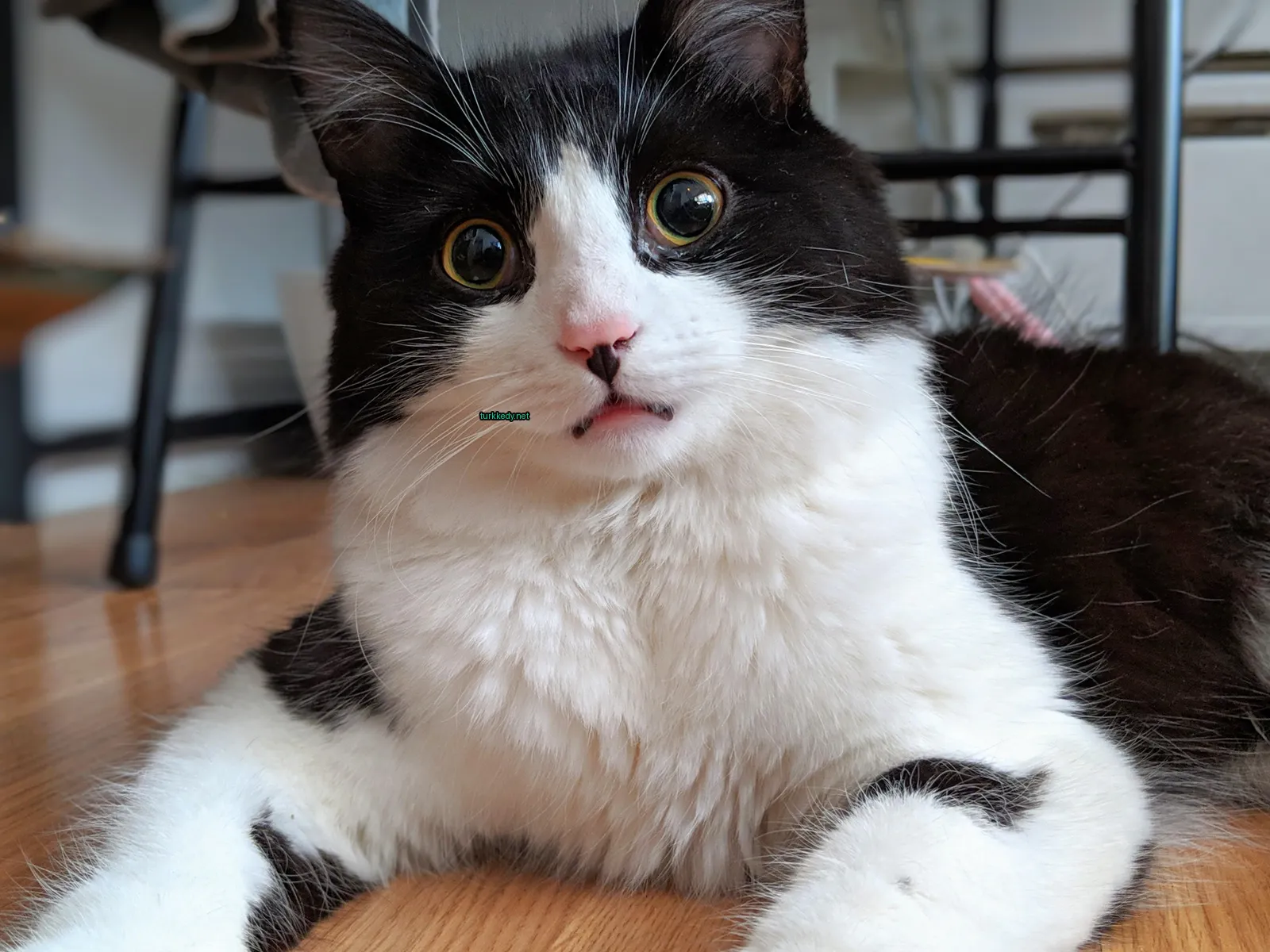 Siyah ve beyaz bir kedi mavi yeşil gözleriyle ahşap zeminde oturuyor.