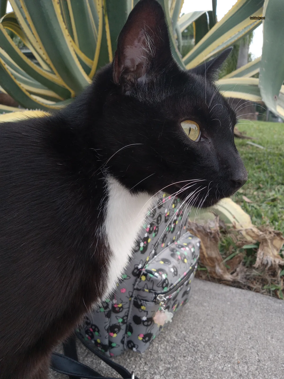 Siyah bir siyah beyaz kedi, renkli bir kemerin yanındadır.