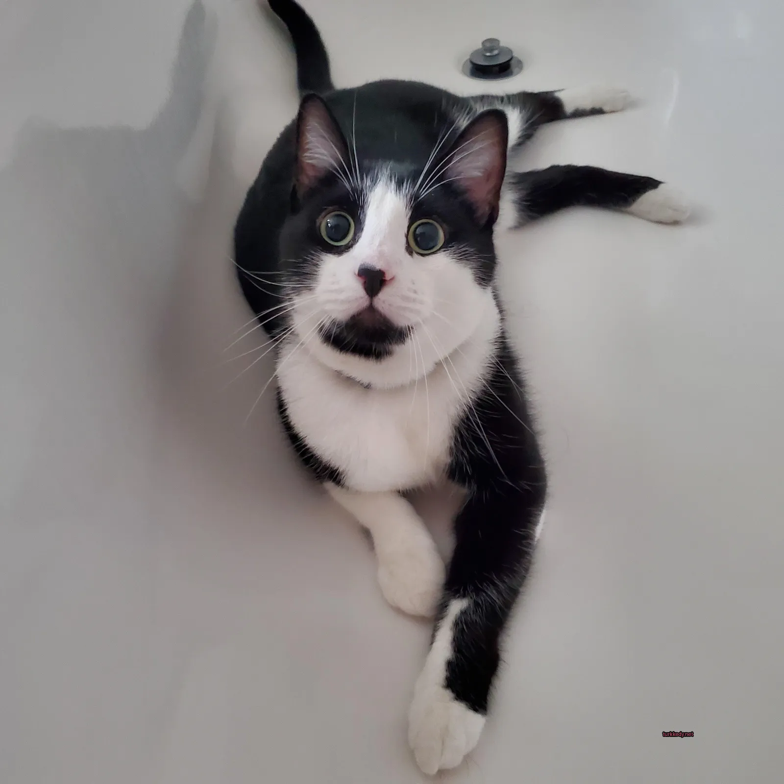 Siyah beyaz bir kedi banyoda beyaz bir ayaklı yatıyor.
