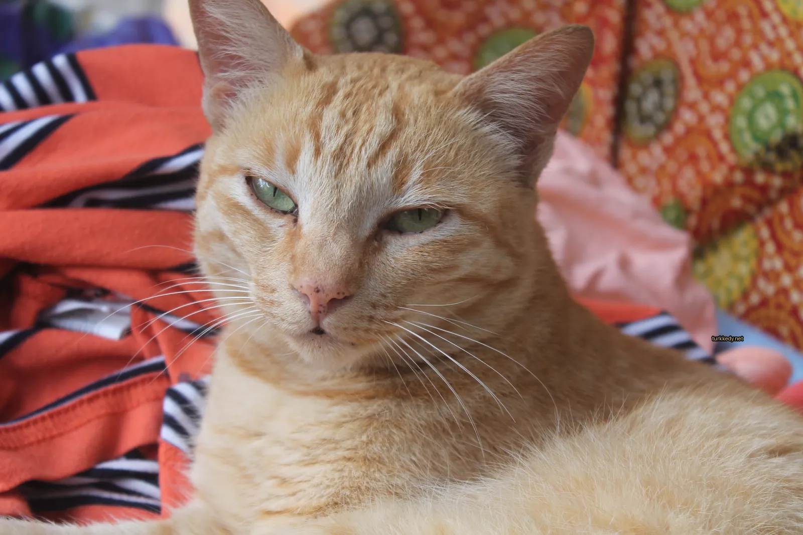 Kahverengi ve beyaz bir kedi, yeşil gözleri olan bir kedi bir minderin üzerinde oturuyor.