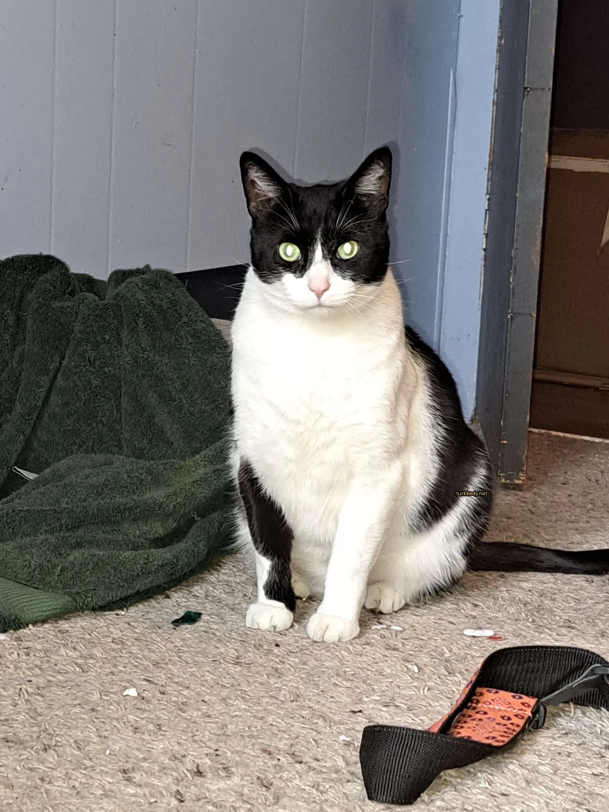 Siyah ve beyaz bir kedi, yeşil gözleri olan bir kedi zemine oturuyor.