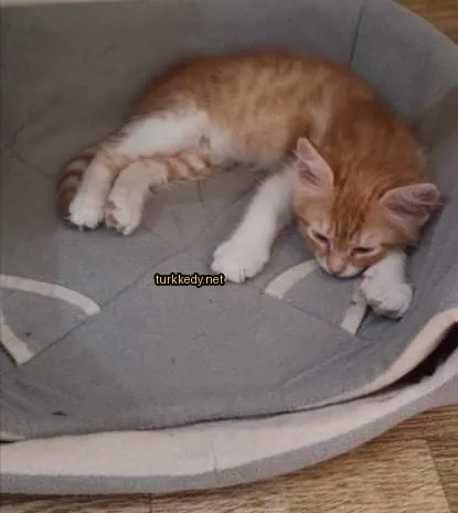Beyaz ve turuncu bir kedi yatakta yatıyor.
