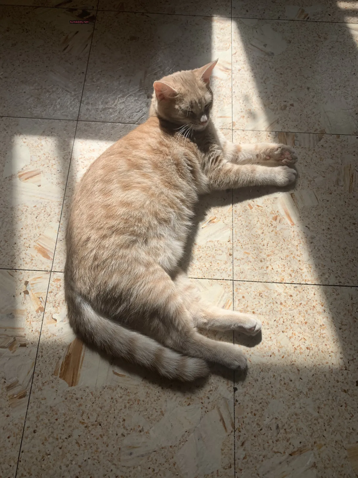 Koyu kahverengi bir kedi, siyah bir kemerle zemine yatılmış.