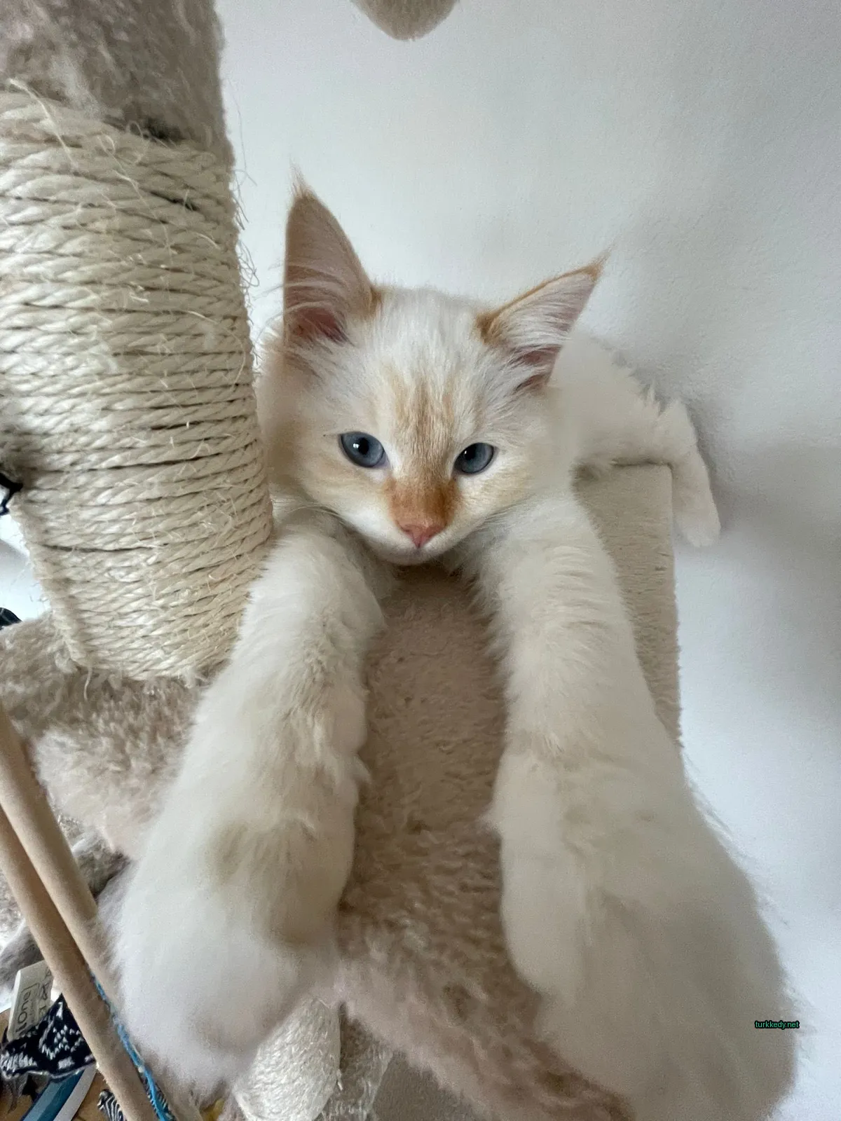 Beyaz bir kedi, kuyruğu ve ayakları kahverengi olan bir beyaz kedi, kedi ağacında yatıyor.