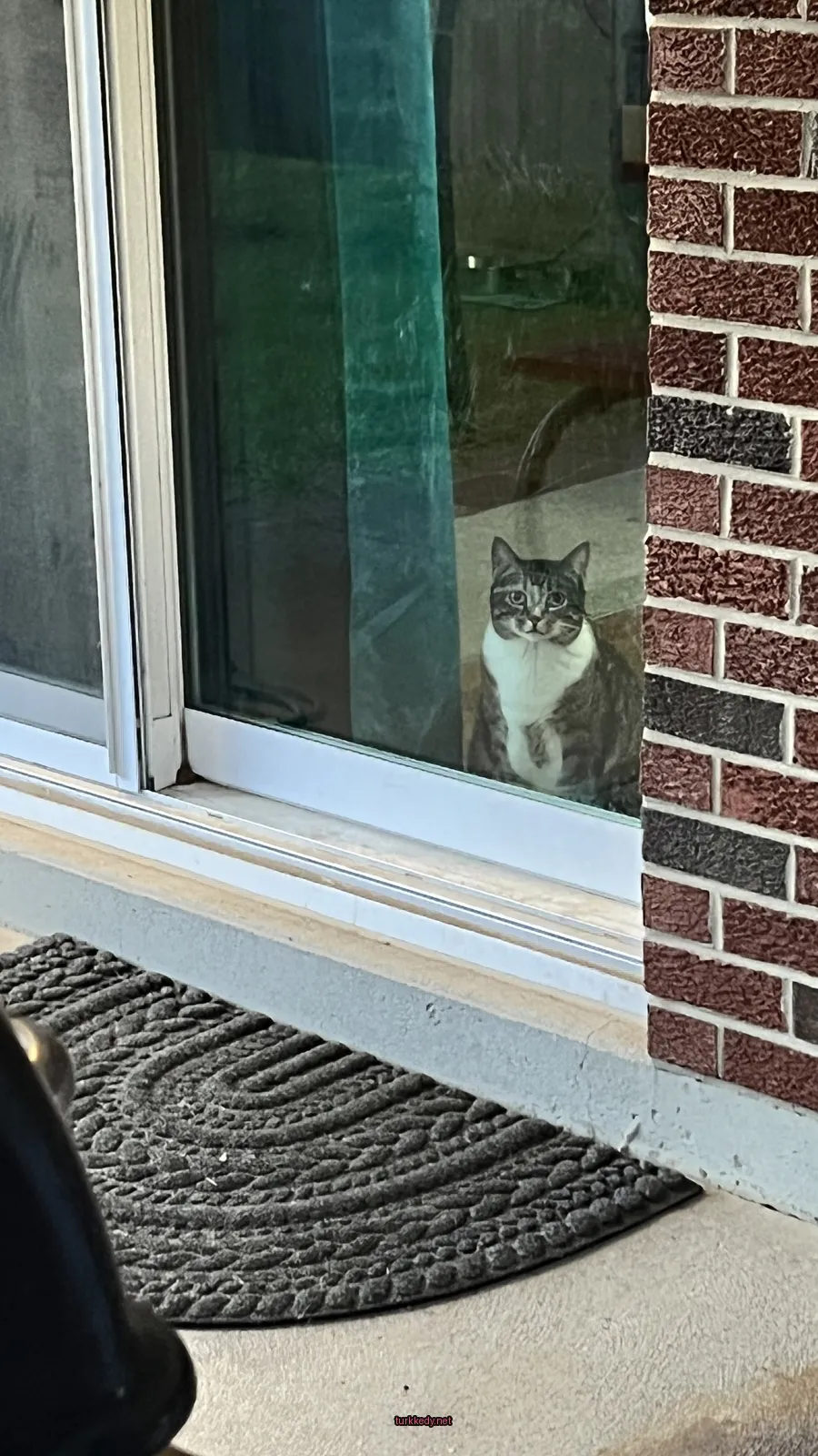 Beyaz göğsü ve siyah lekeli bir kedi pencereden önünde oturuyor.