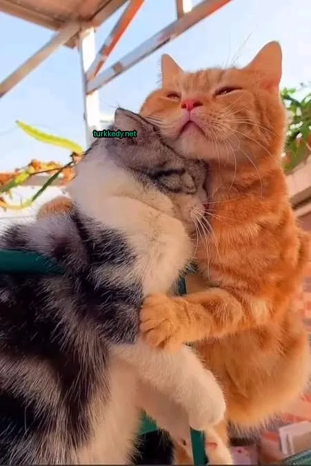 Bir siyah ve gri şeritli bir sarımsı kedi, bir diğer kediye sarılmış.