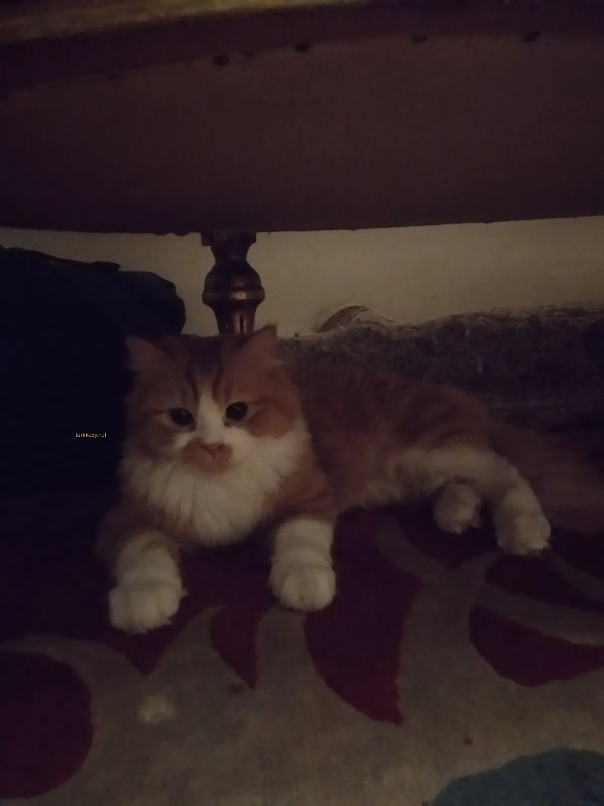 Kırmızı beyaz bir bez üzerinde beyaz ve turuncu bir kedi yatıyor.