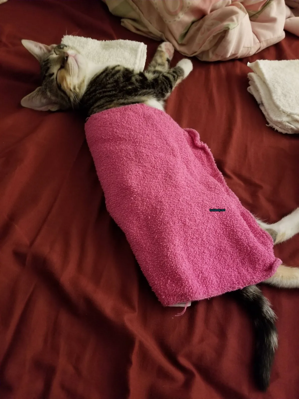 Bir kedi, bir pink havluyla sarılı olarak yatakta yatıyor.