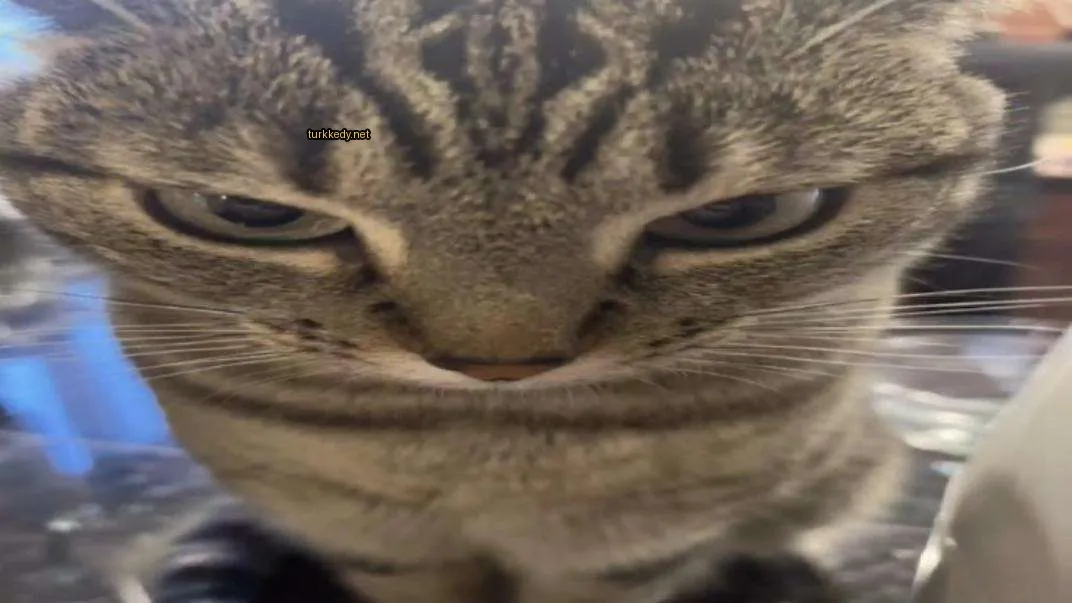 Kırmızı ve siyah desenli bir kedi, kameraya bakıyor.