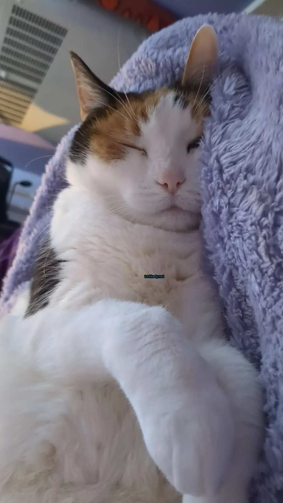Beyaz ve kahverengi bir kedi, mavi bir örtü ile.