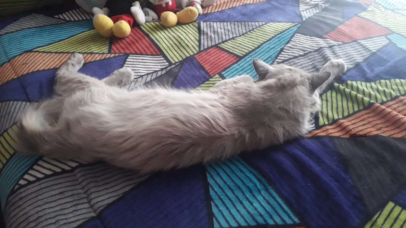 Gri bir kedi renkli bir çarşaf üzerinde yatıyor.