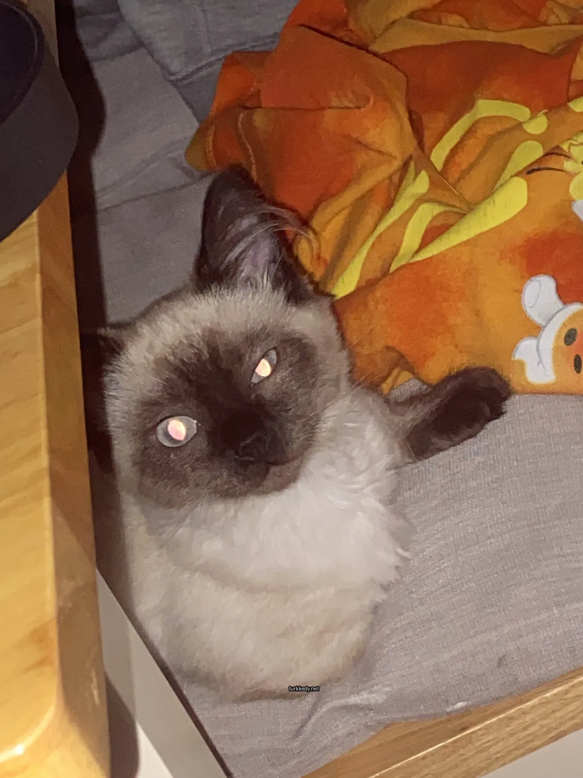 Sarı gözleri ve beyaz göğsü olan bir Siyam kedi bir sofa üzerinde oturuyor.