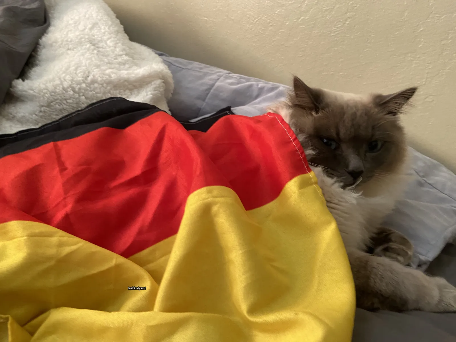 Gri ve beyaz bir kedi, bir bayrak bezi ile yastıkta yatıyor.