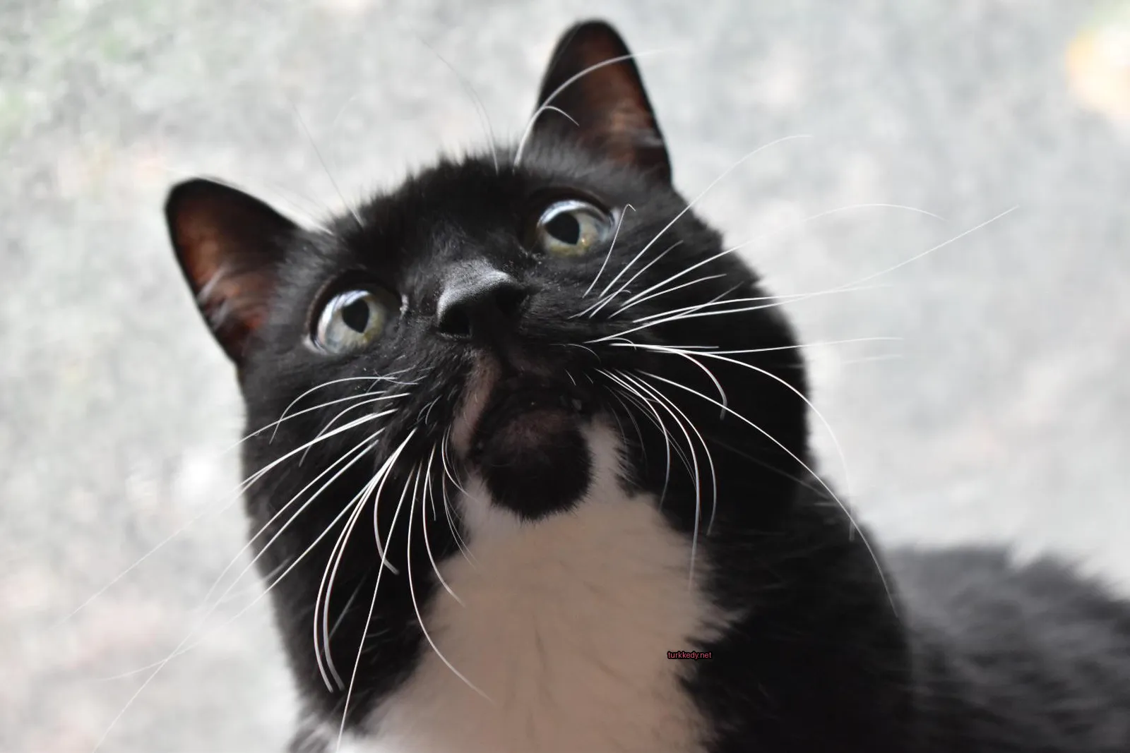 Beyaz bir kuyruklu ve çenekli siyah bir kedi kameraya bakıyor.