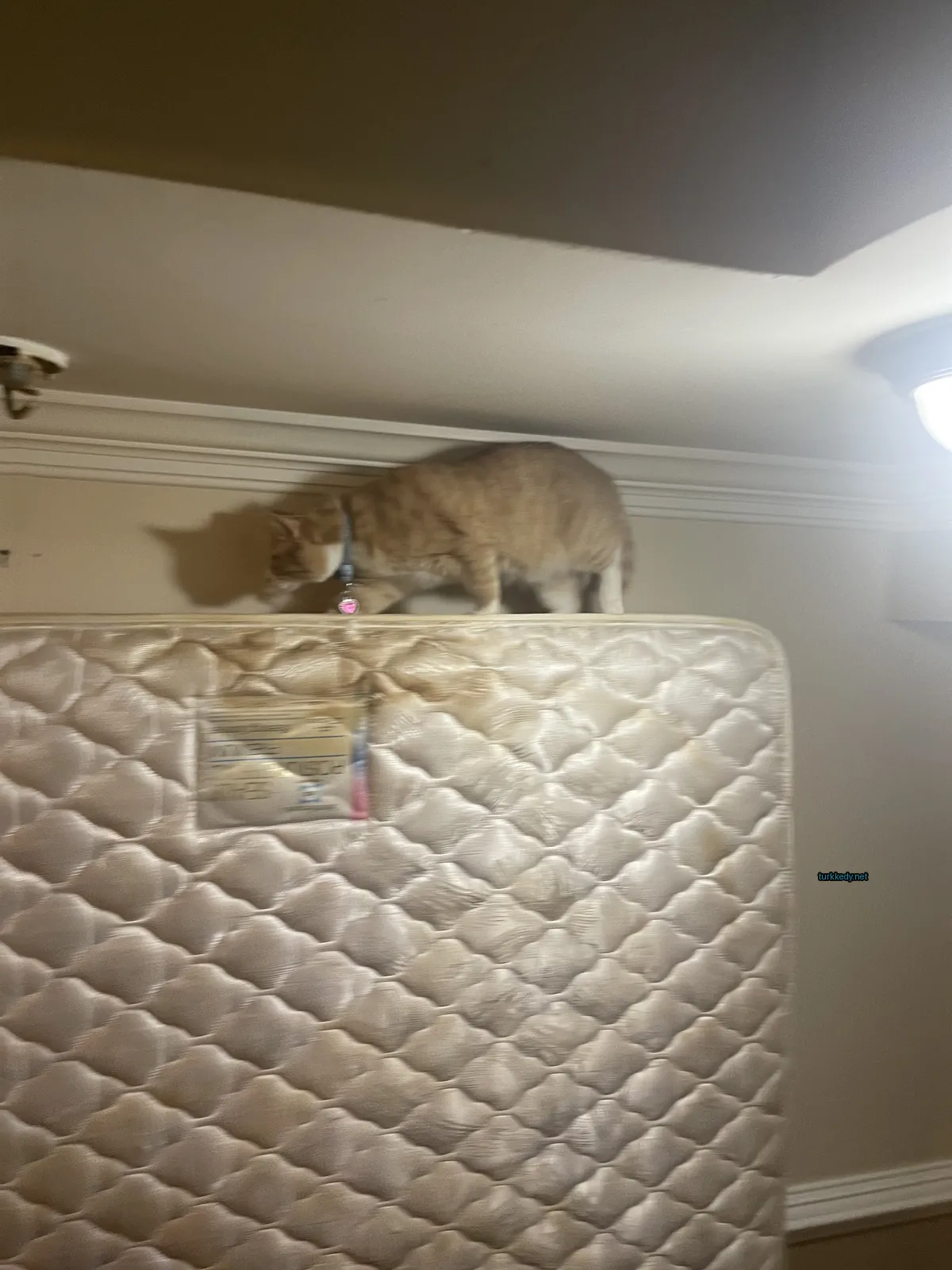 Mavi bir kemerli bir kedi yatak üstünde duruyor.