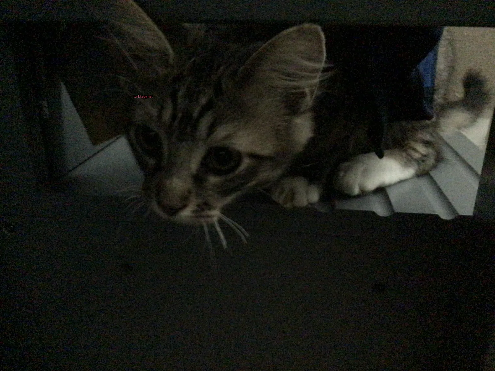 Gri ve beyaz bir kedi, bir masanın altından sivri bir şekilde dışarı bakıyor.