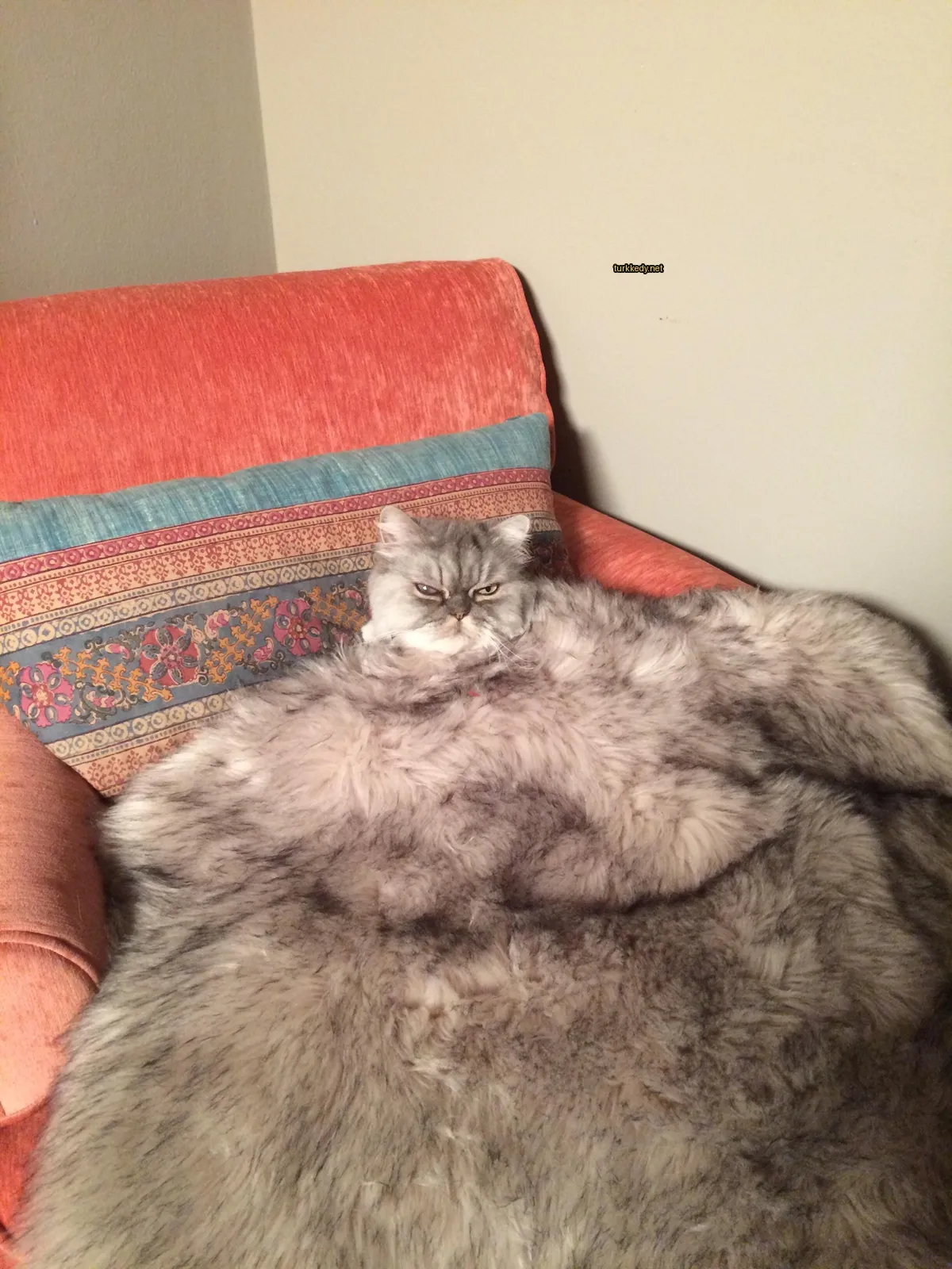 Gri ve beyaz bir kedi, yastık üzerinde oturuyor.