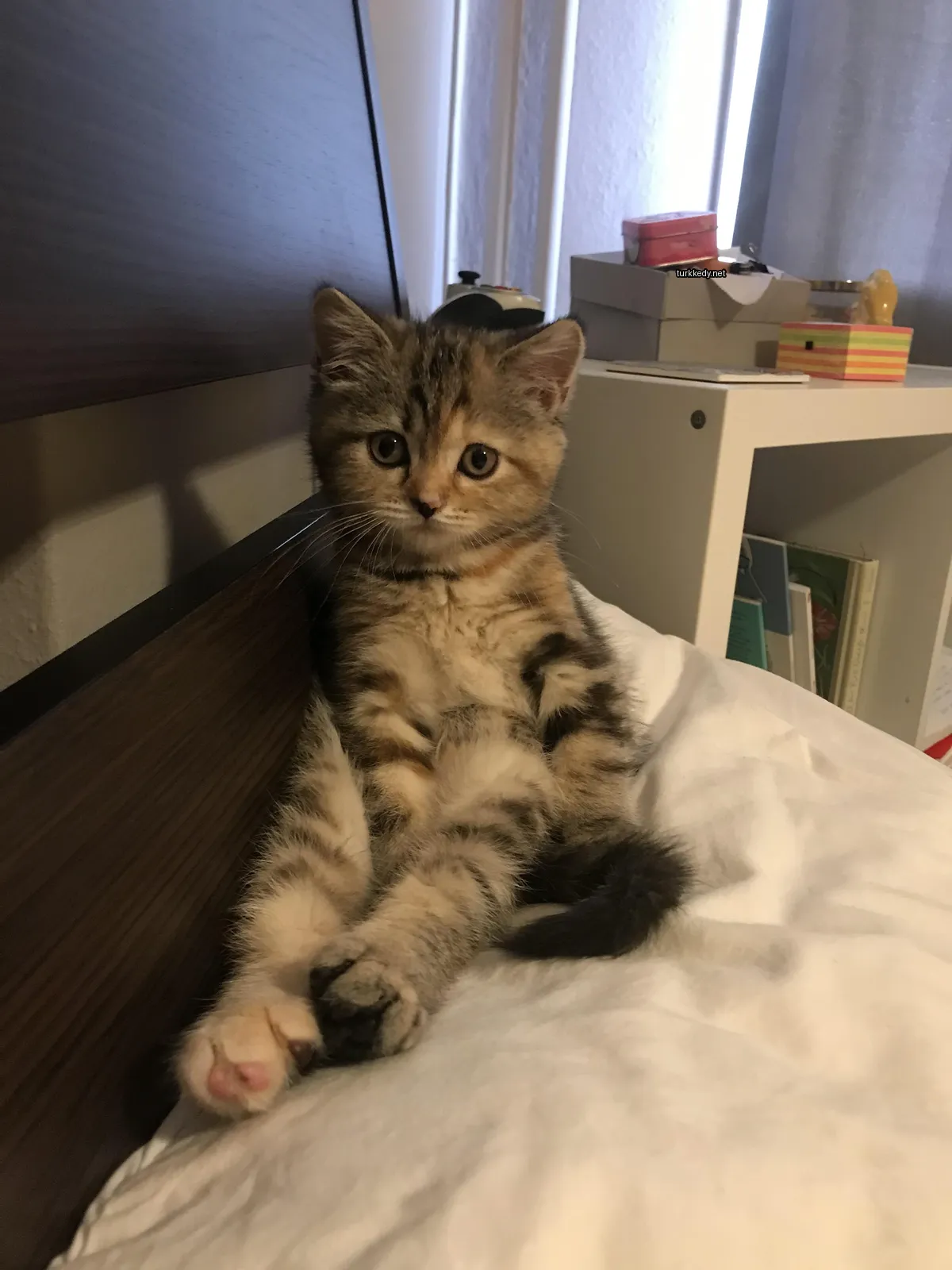 Beyaz ve gri bir kedi yatakta oturuyor.