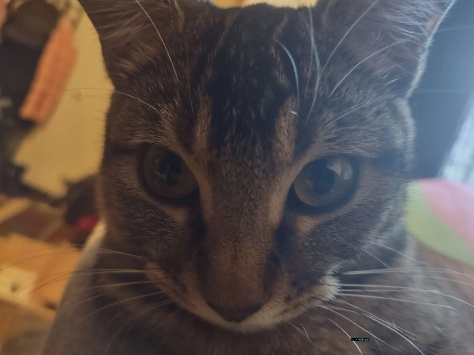 Gri ve beyaz bir kedi, bir masada oturmaktadır.