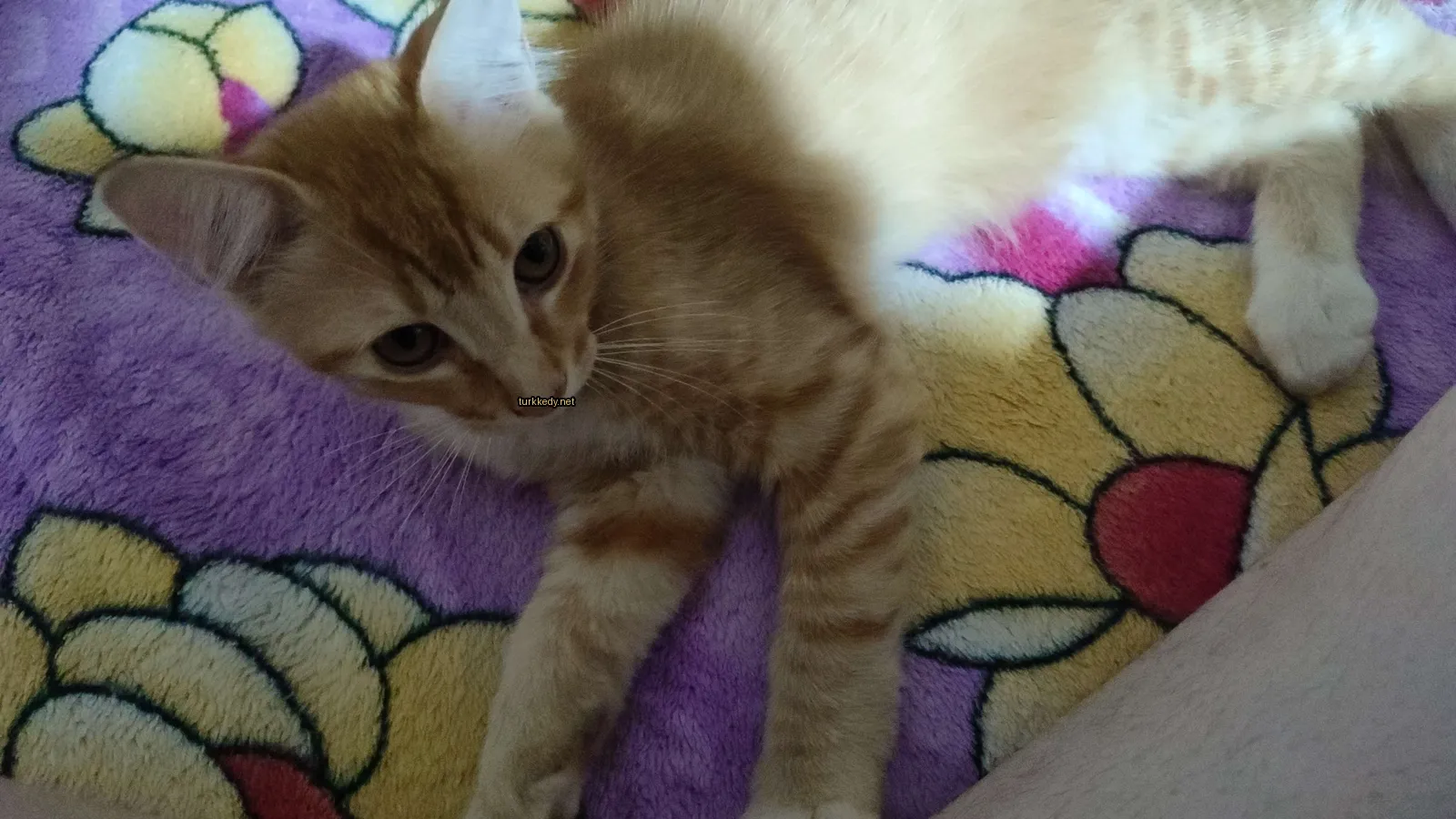 Kırmızı-beyaz bir kedi bir minderin üzerinde yatıyor.