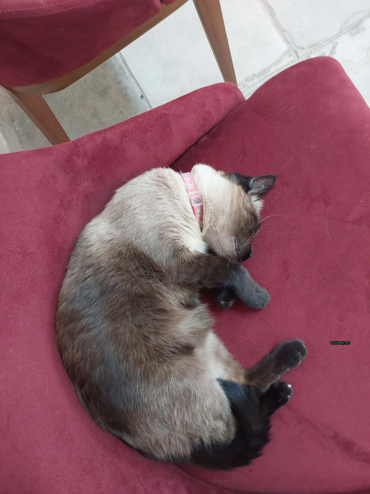 Kara ve siyah bir kedi kırmızı bir sofa üzerinde uyuyor.