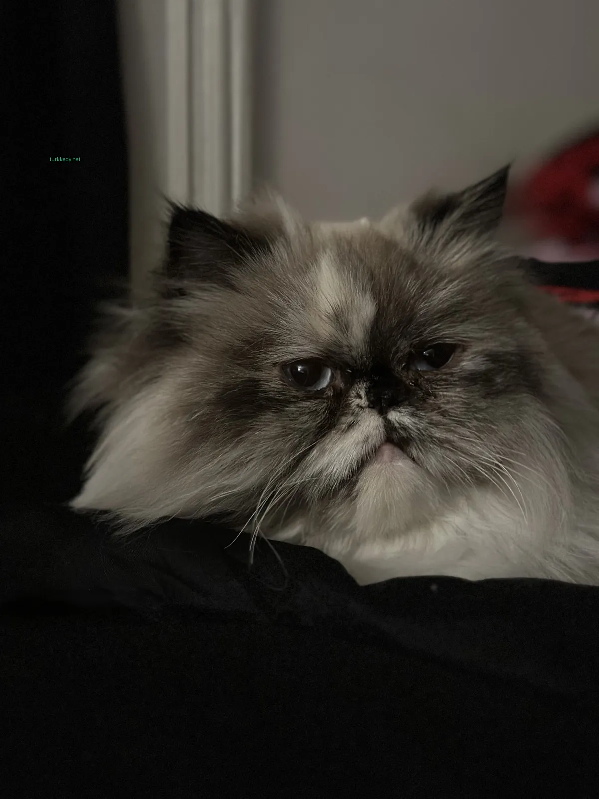 Gri ve beyaz bir kedi, siyah arka planıyla.