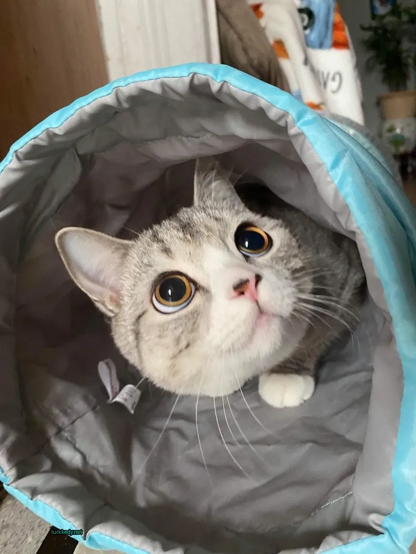 Gri ve beyaz bir kedi, mavi ve gri bir battaniyenin ardından sarı gözlerle dışarı bakıyor.