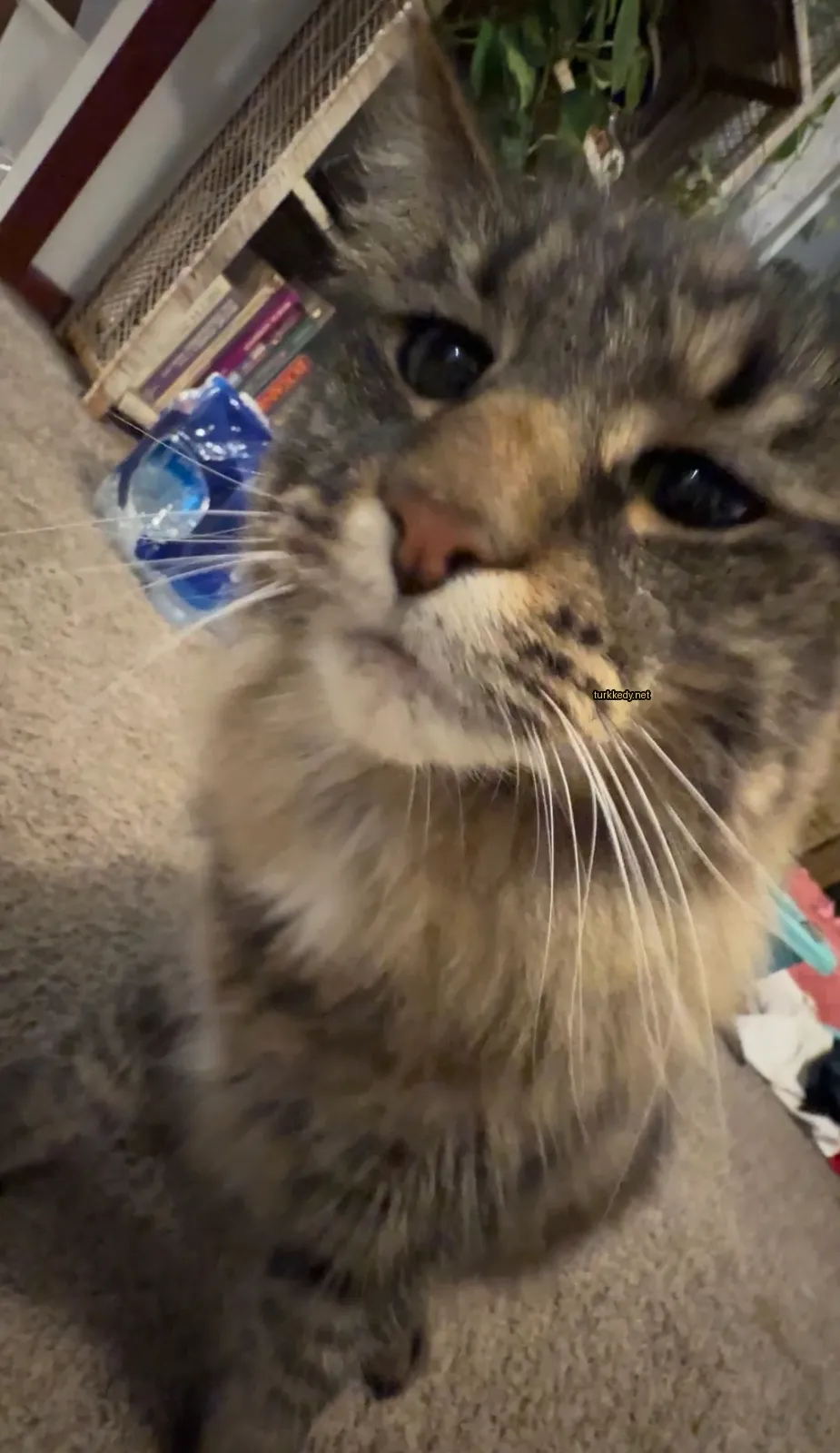 Gri ve beyaz bir kedi, damarlı bir desene sahip, zemine oturuyor.